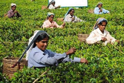 Çaysiad | Çay Sanayicisi İş Adamları Derneği
