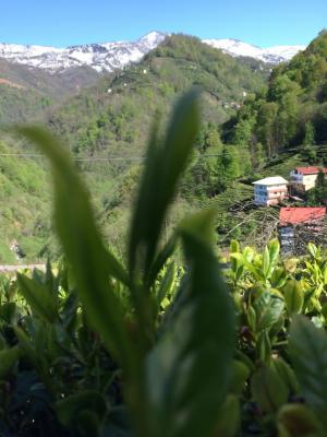 Çaysiad | Çay Sanayicisi İş Adamları Derneği