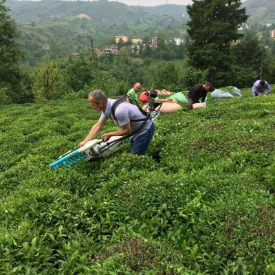 Çaysiad | Çay Sanayicisi İş Adamları Derneği